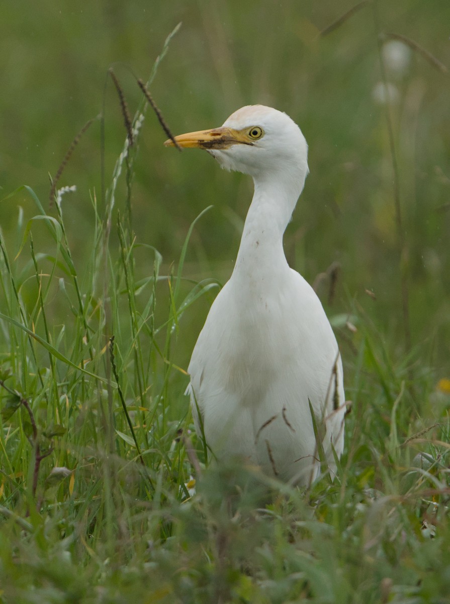 Airone guardabuoi - ML646572750
