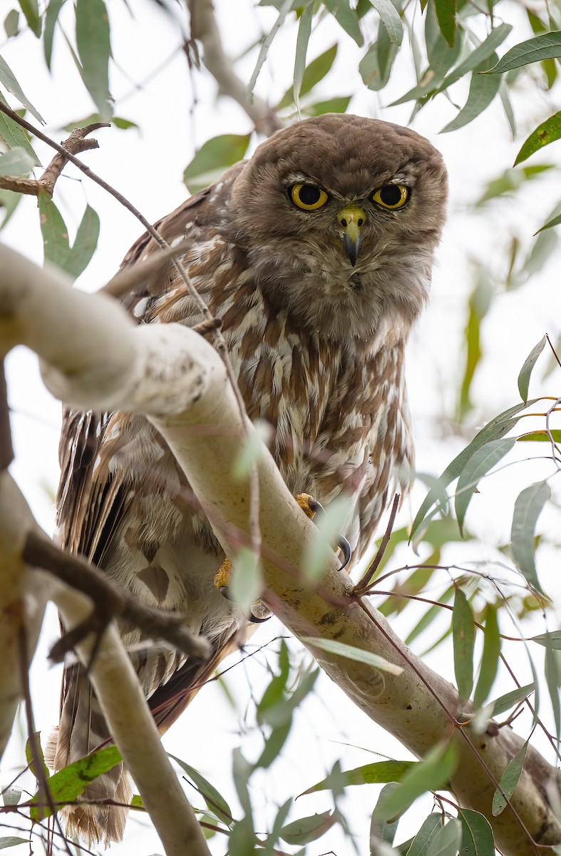 Barking Owl - ML646572753