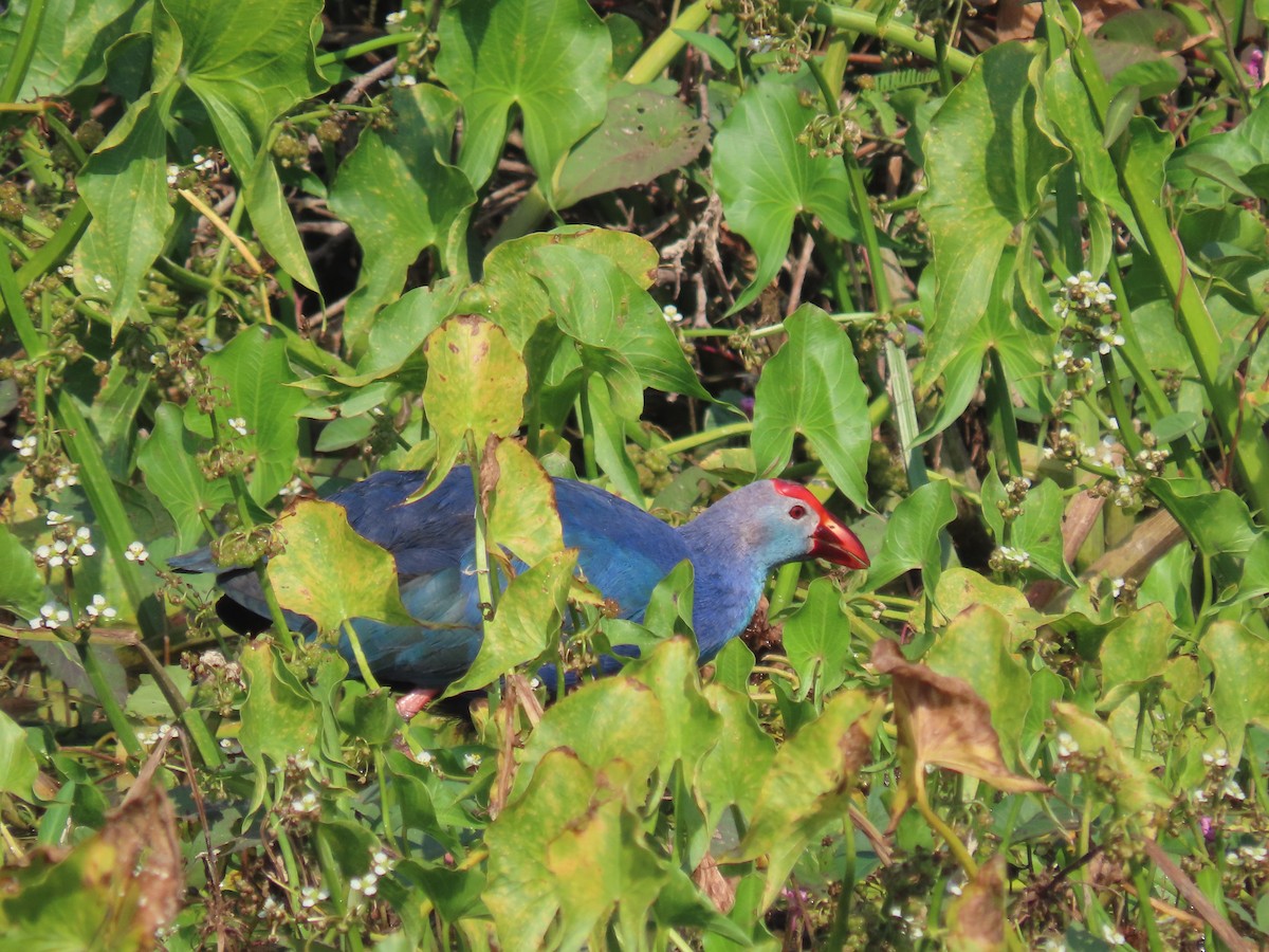 slípka šedohlavá - ML646572754