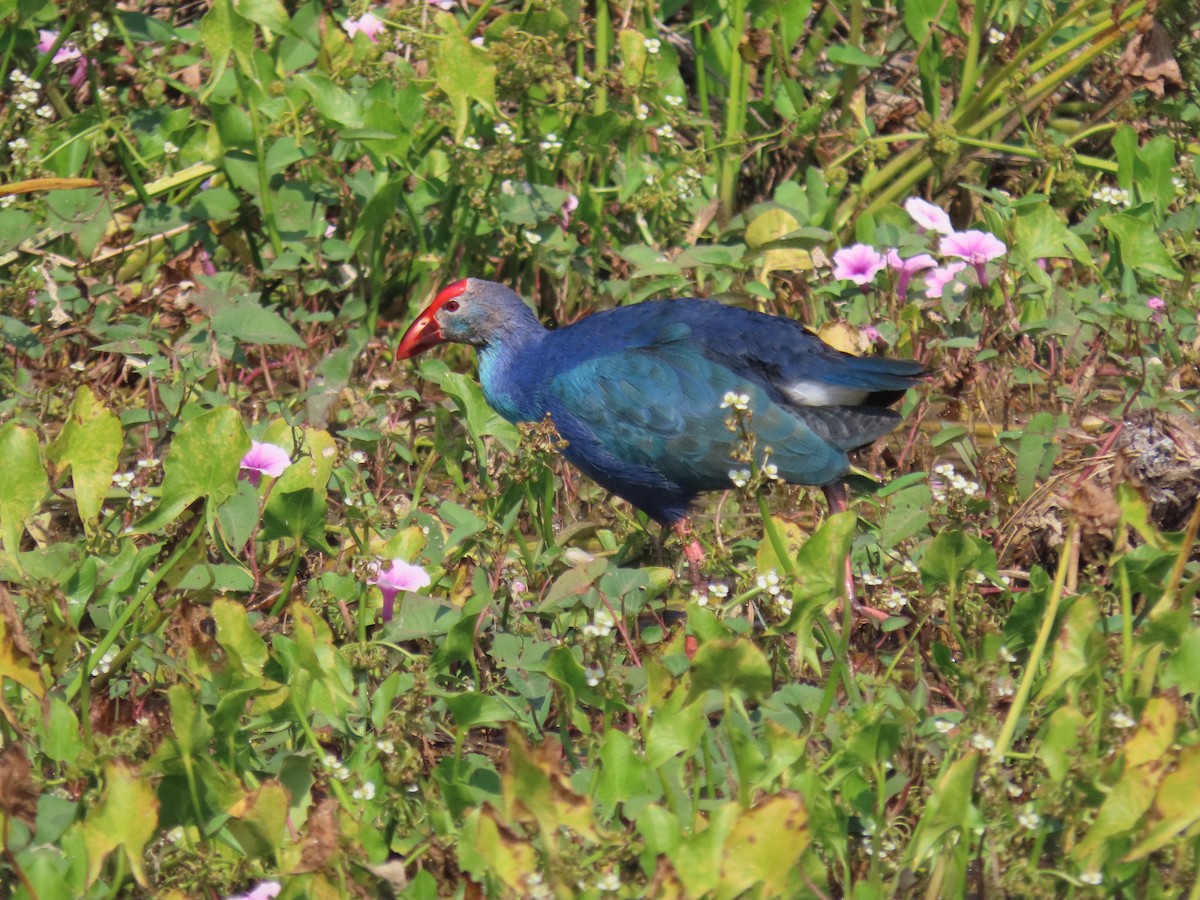 slípka šedohlavá - ML646572755