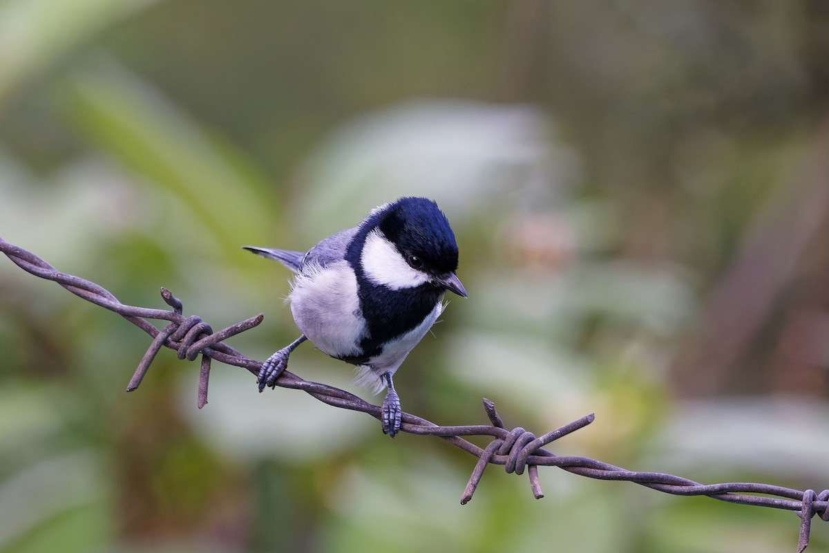 シジュウカラ（cinereus グループ） - ML646572756