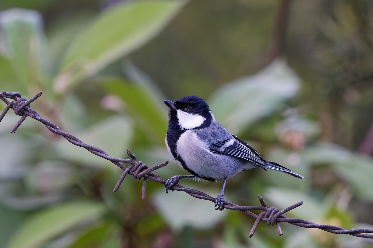シジュウカラ（cinereus グループ） - ML646572757
