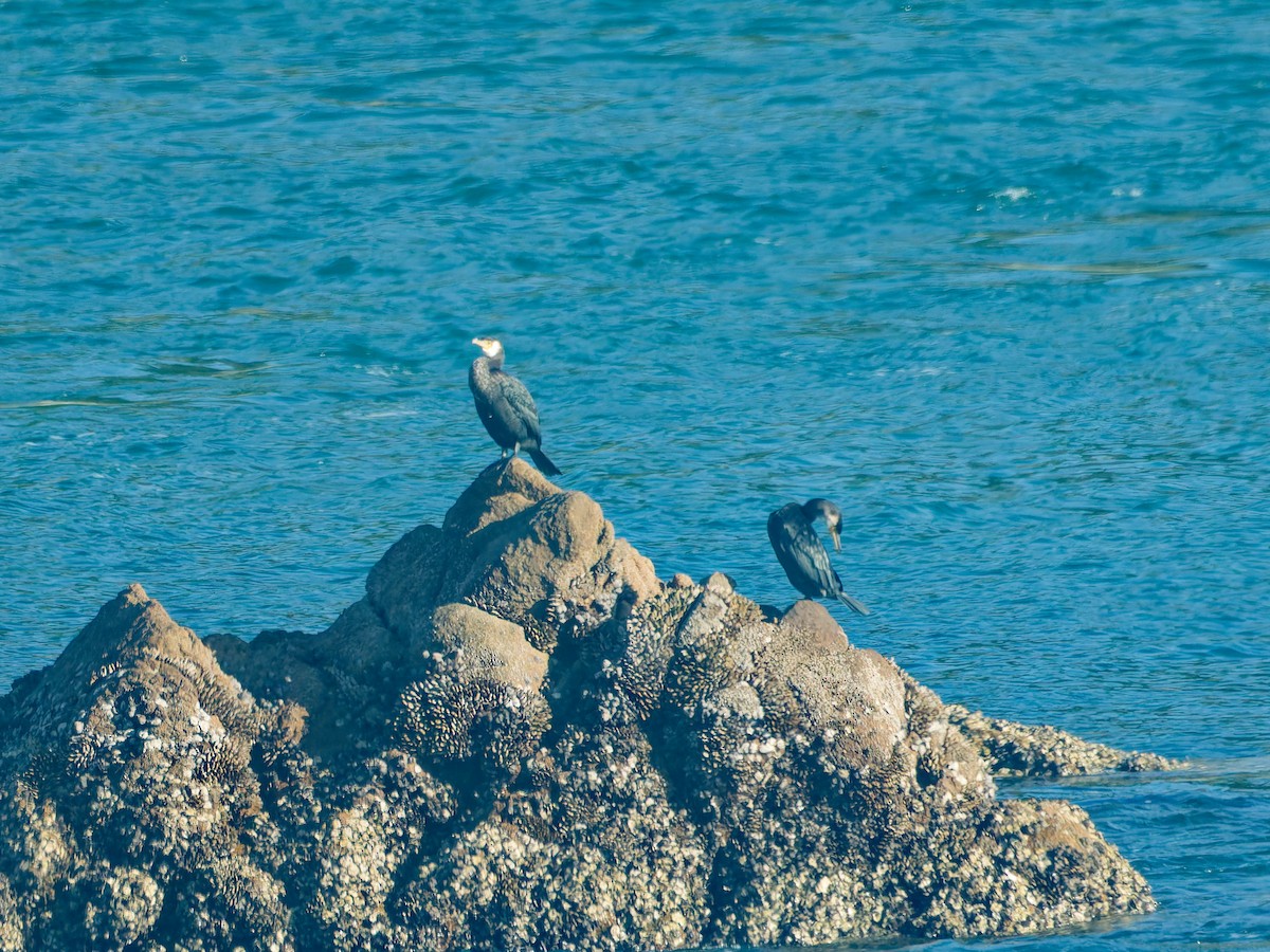 Japanese Cormorant - ML646572758