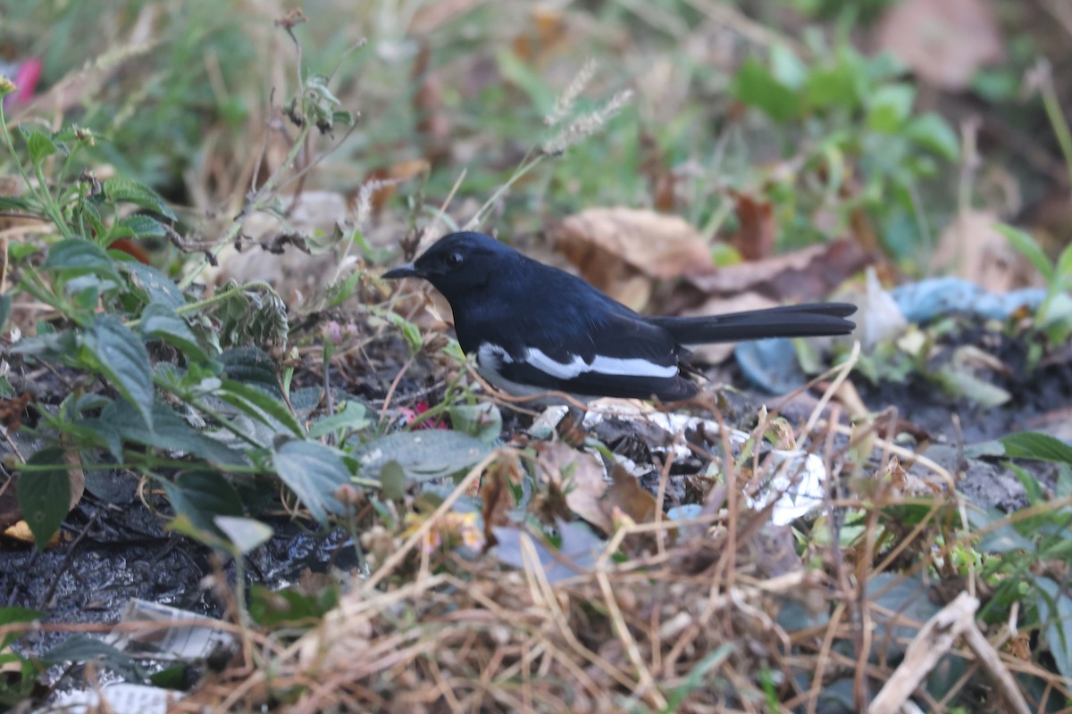 Oriental Magpie-Robin - ML646572762