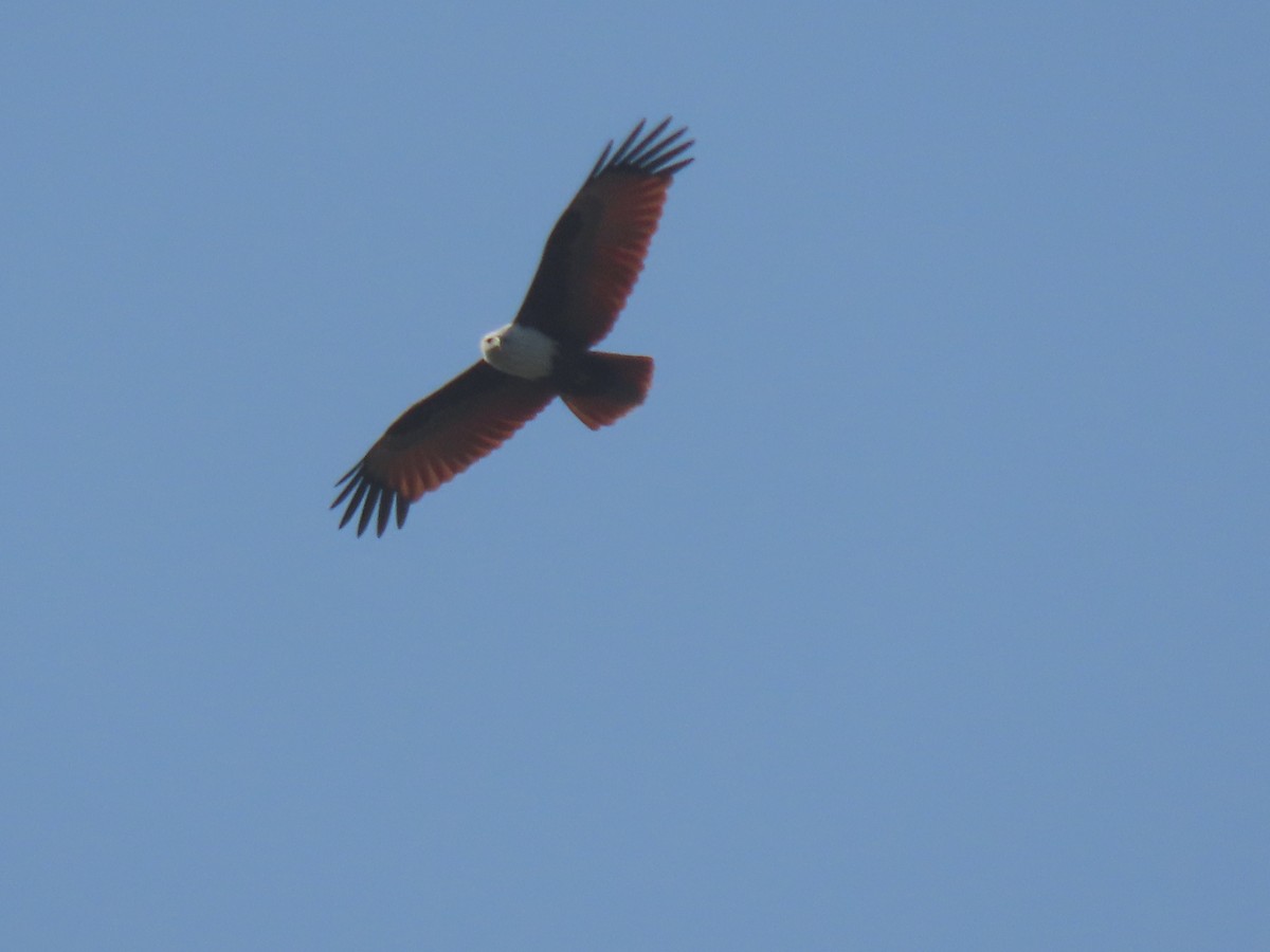 luňák bělohlavý - ML646572767