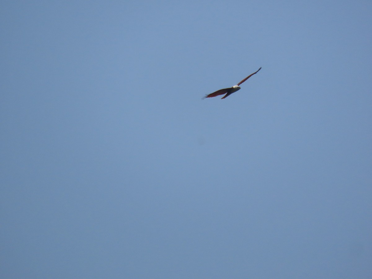 luňák bělohlavý - ML646572769