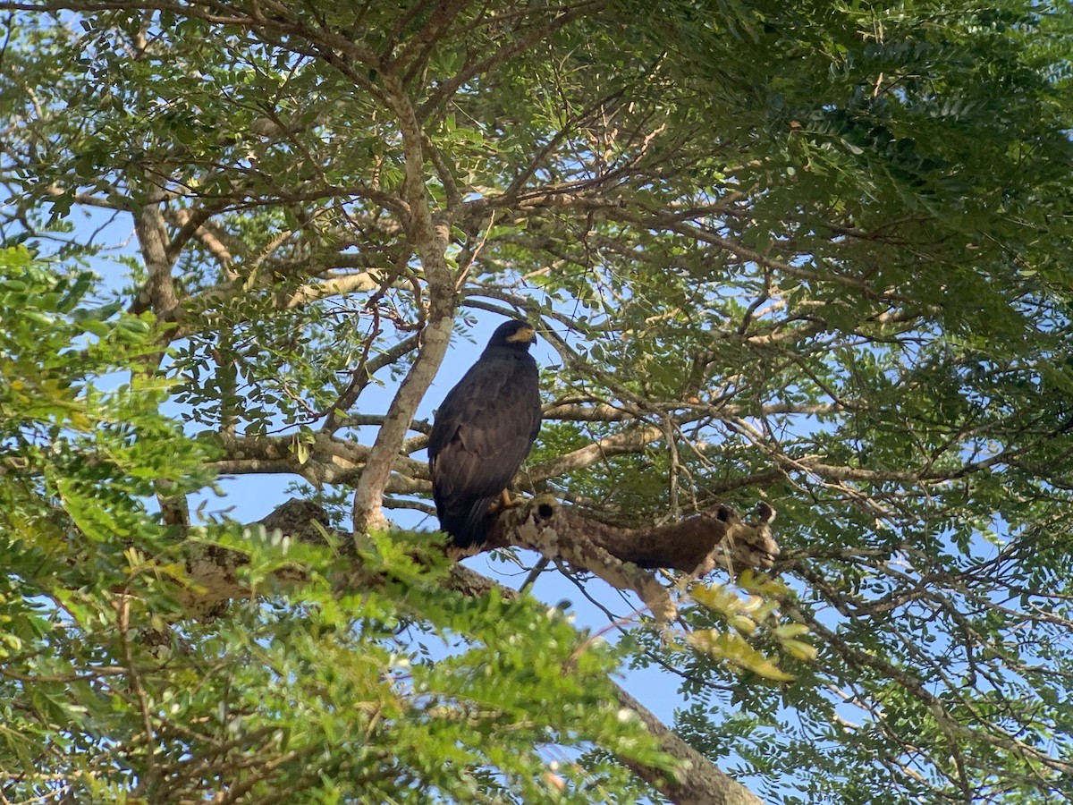 Buse noire - ML646572782