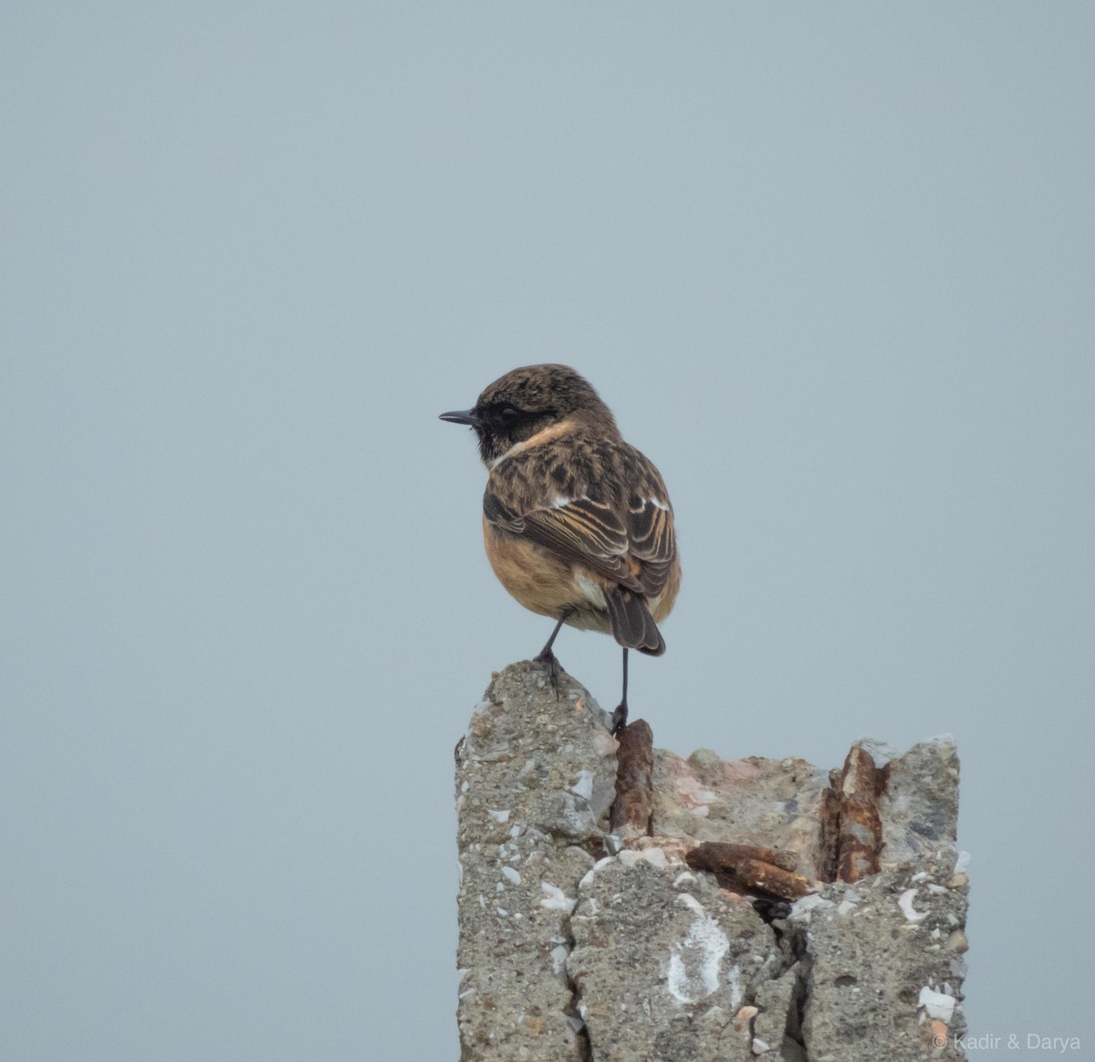 European Stonechat - ML646572787