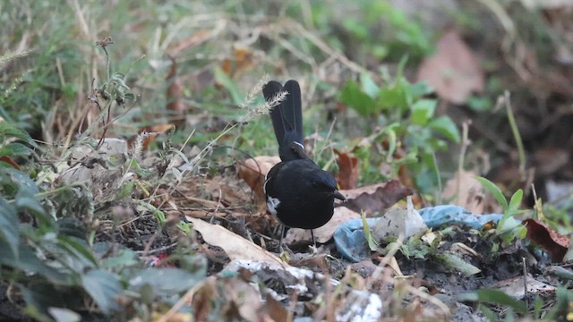 Шама східна - ML646572792