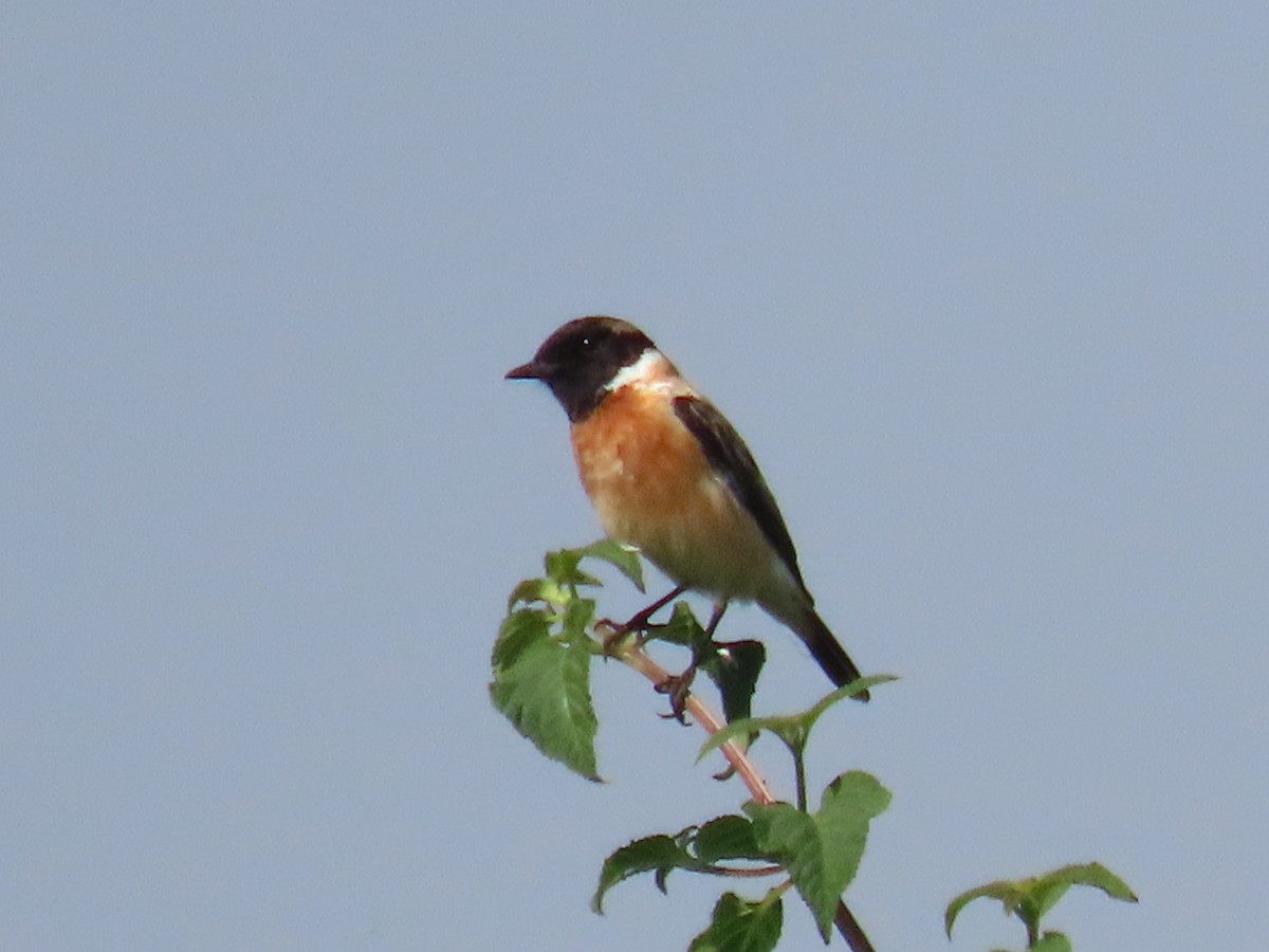 Siberian Stonechat - ML646572794