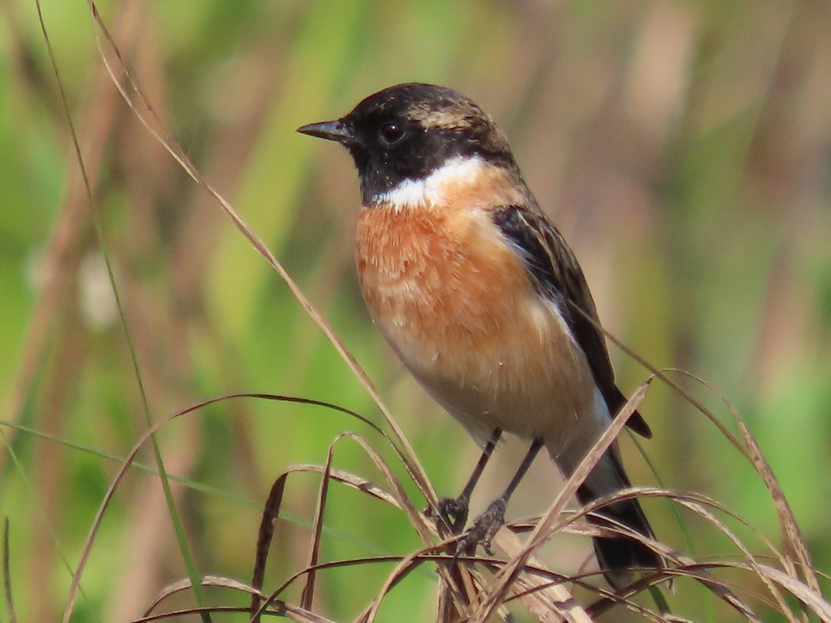 Siberian Stonechat - ML646572795