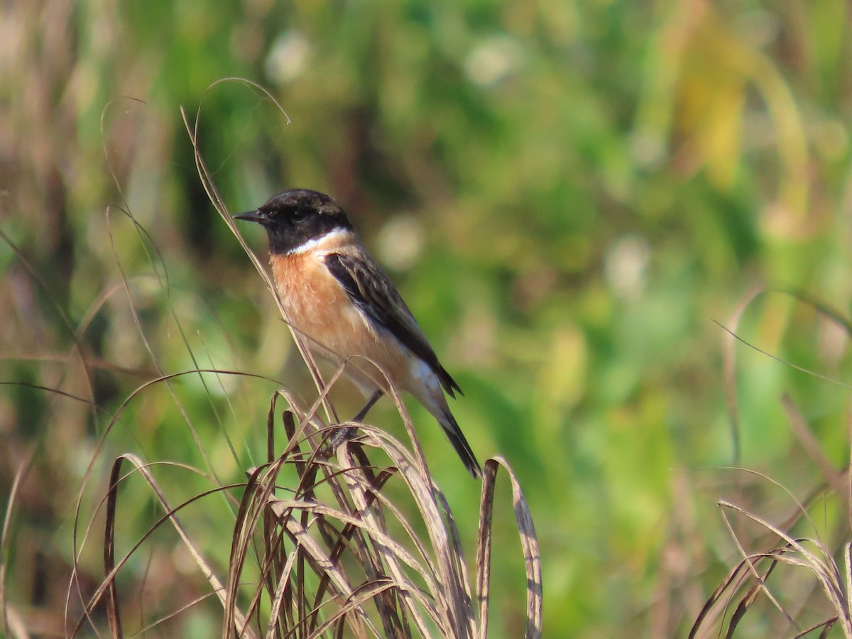 Siberian Stonechat - ML646572796