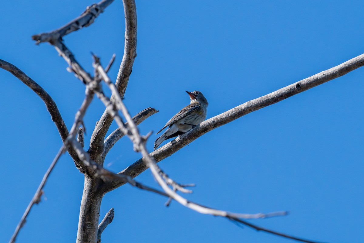 Yellow-rumped Warbler - ML646572803