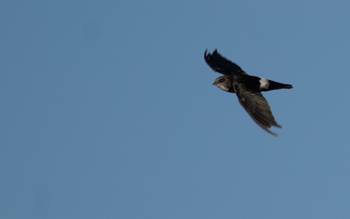 Martinet malais - ML646572804