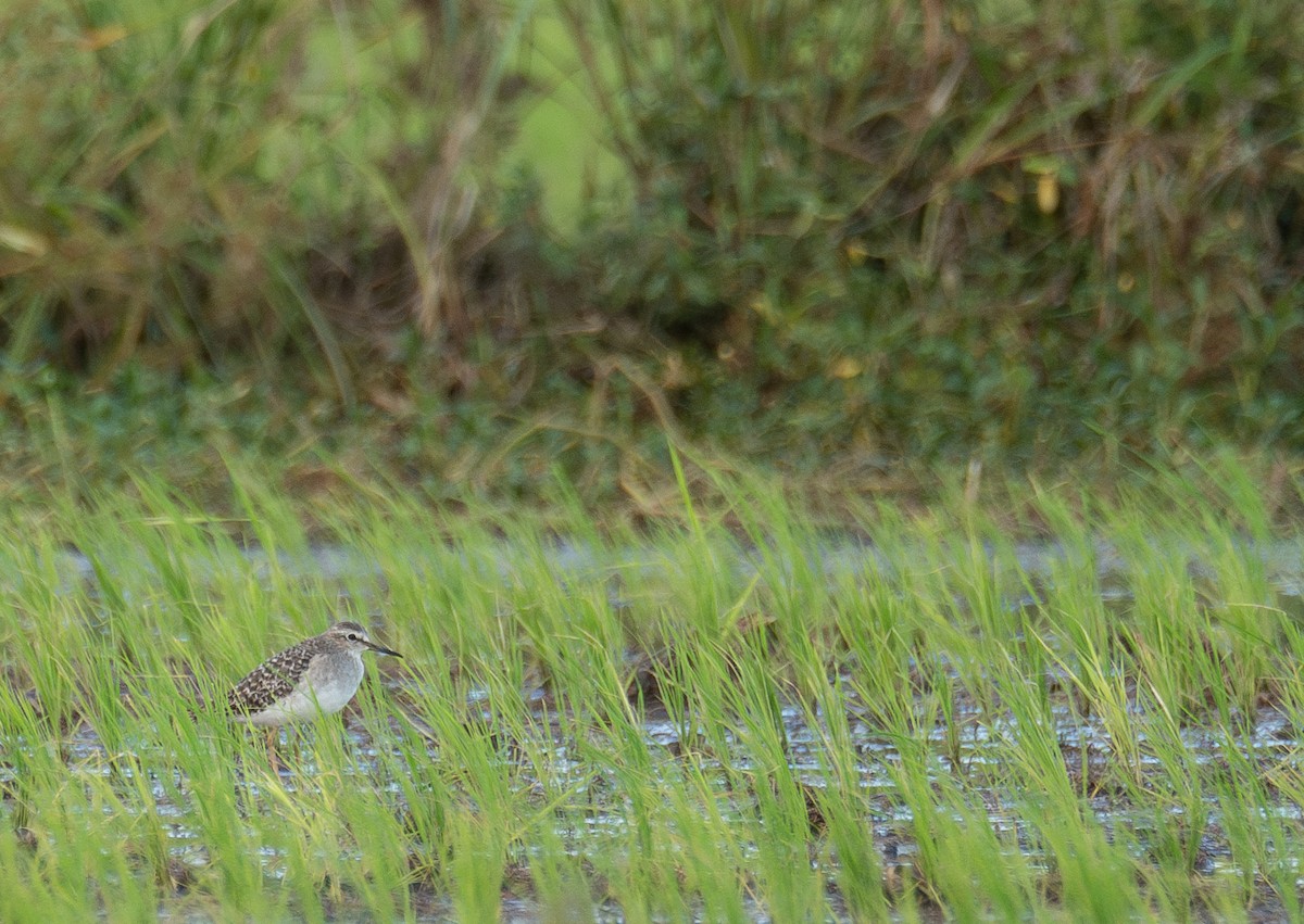 vodouš bahenní - ML646572827