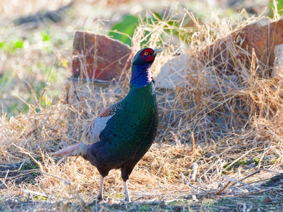 Fagiano verde - ML646572830