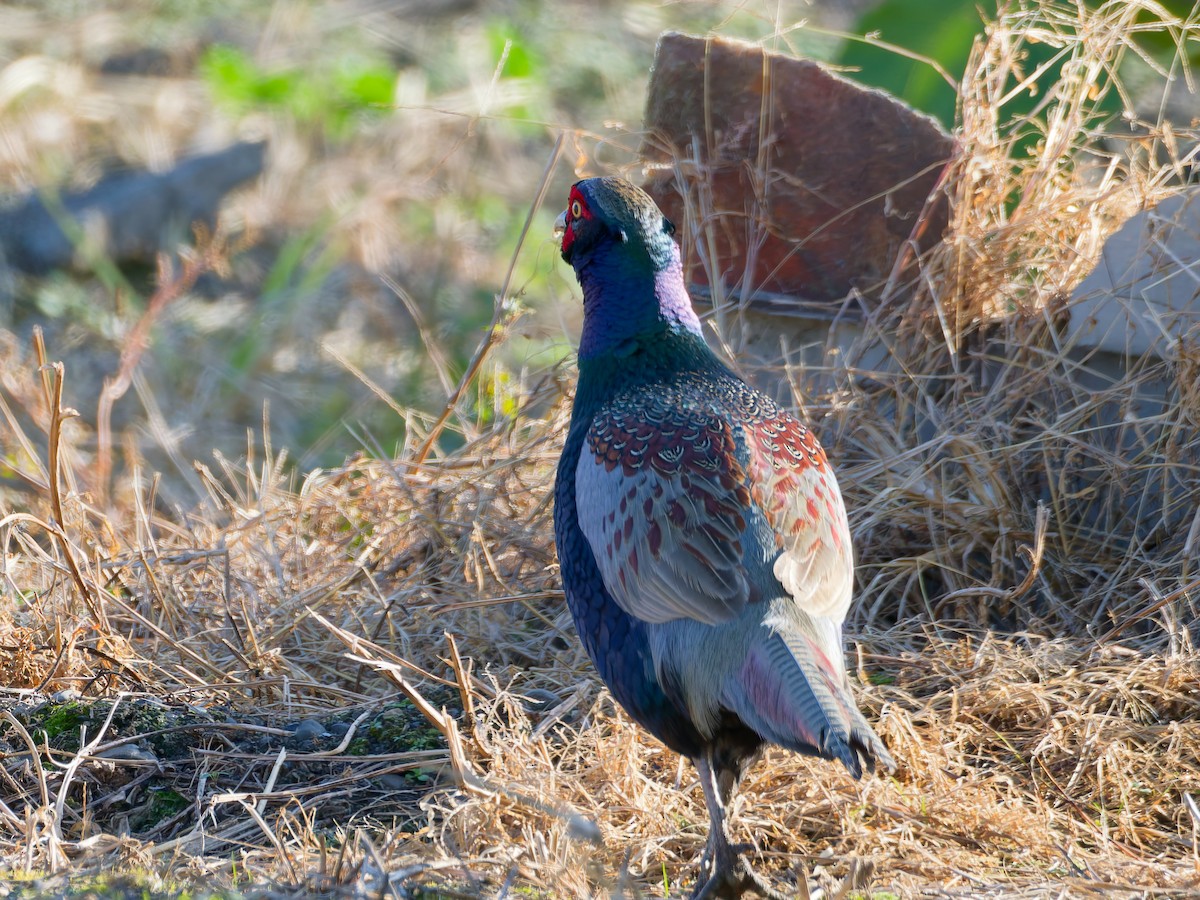 Fagiano verde - ML646572833