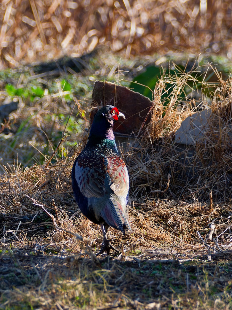 Fagiano verde - ML646572834