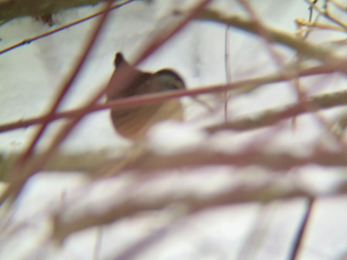 Virginia Rail - ML646572836