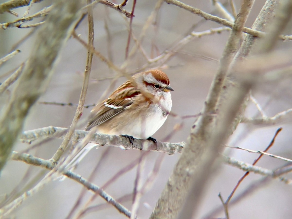 American Tree Sparrow - ML646572841