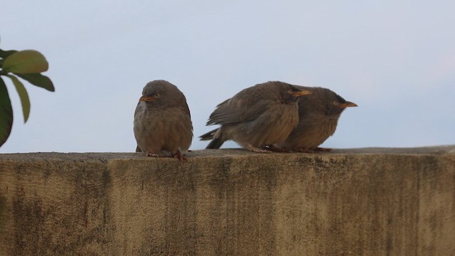 Кратеропа попеляста - ML646572842