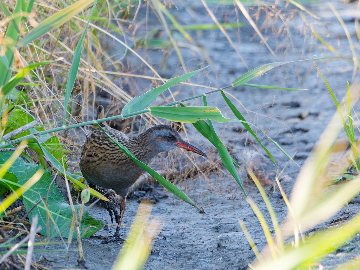 Дорнын түнжүүр - ML646572843