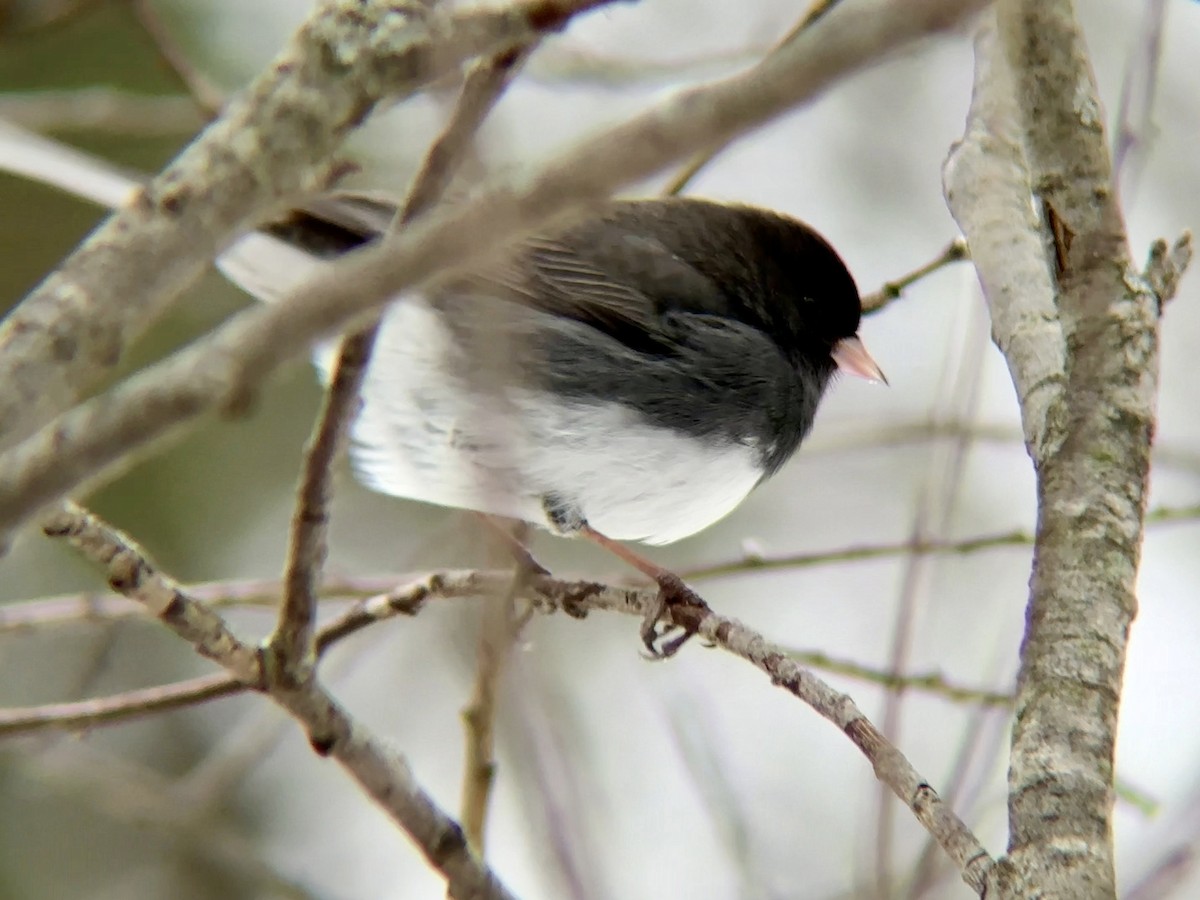 Dark-eyed Junco - ML646572844
