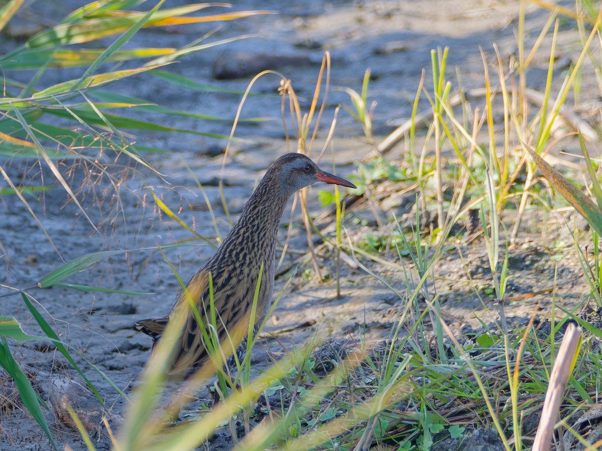 Дорнын түнжүүр - ML646572846