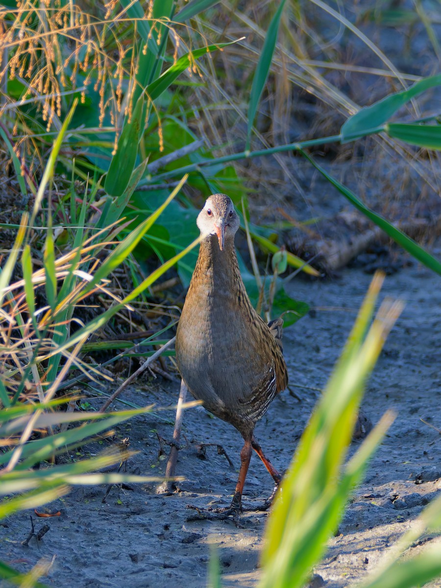 Дорнын түнжүүр - ML646572848