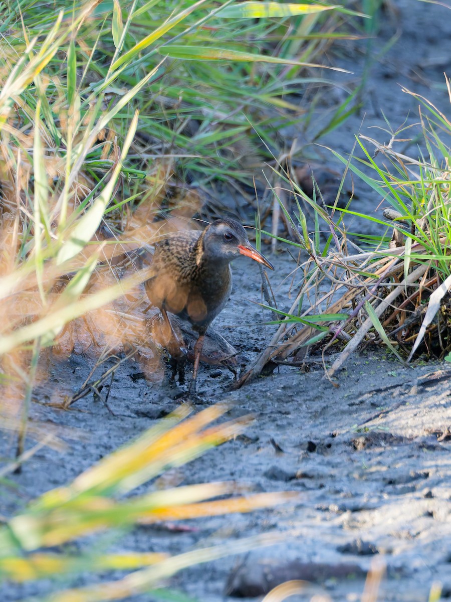 Дорнын түнжүүр - ML646572851