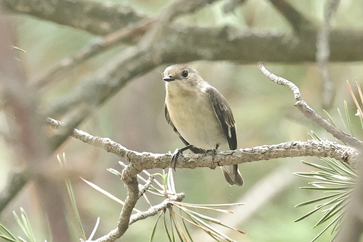 Alaca Sinekkapan - ML646572855