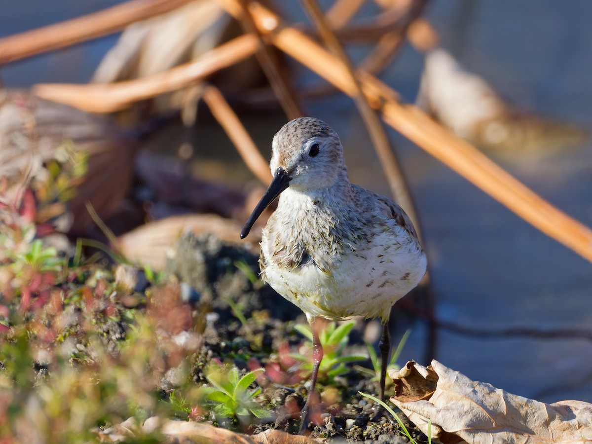 Хар элсэг - ML646572856