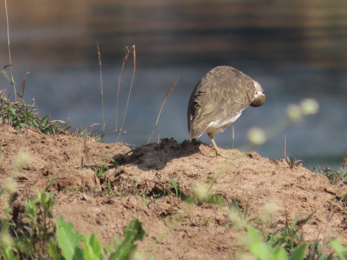 pisík obecný - ML646572858