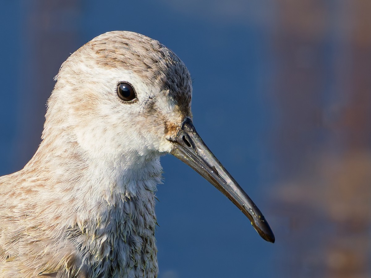 Хар элсэг - ML646572859