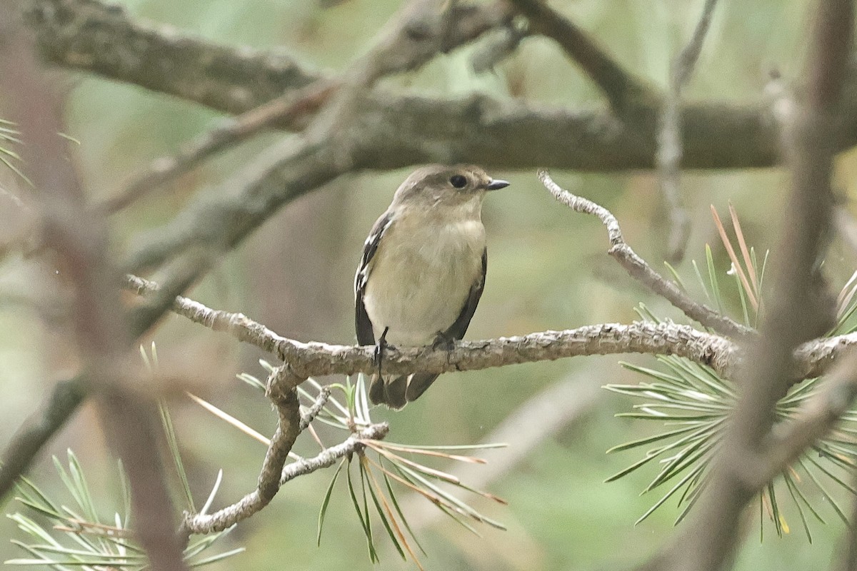 Alaca Sinekkapan - ML646572860