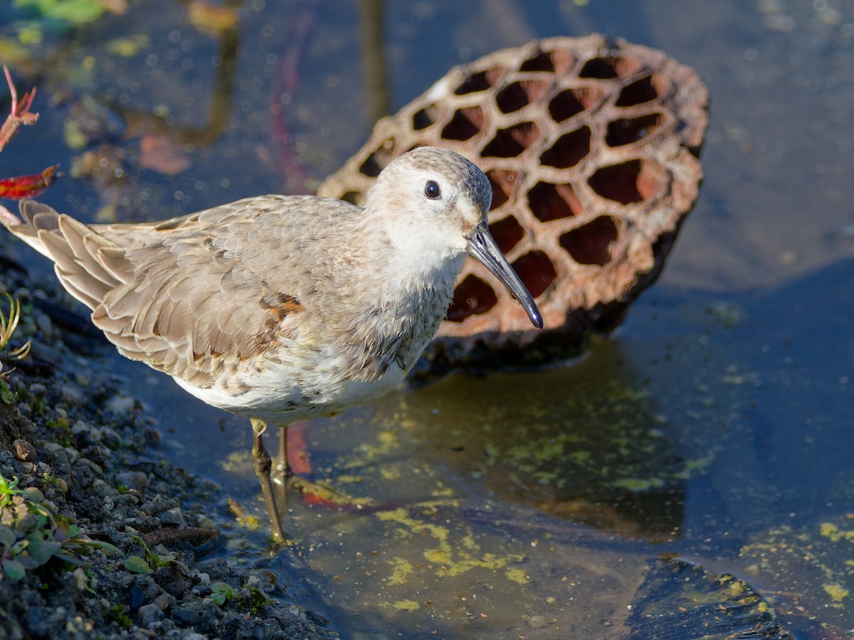 Хар элсэг - ML646572862