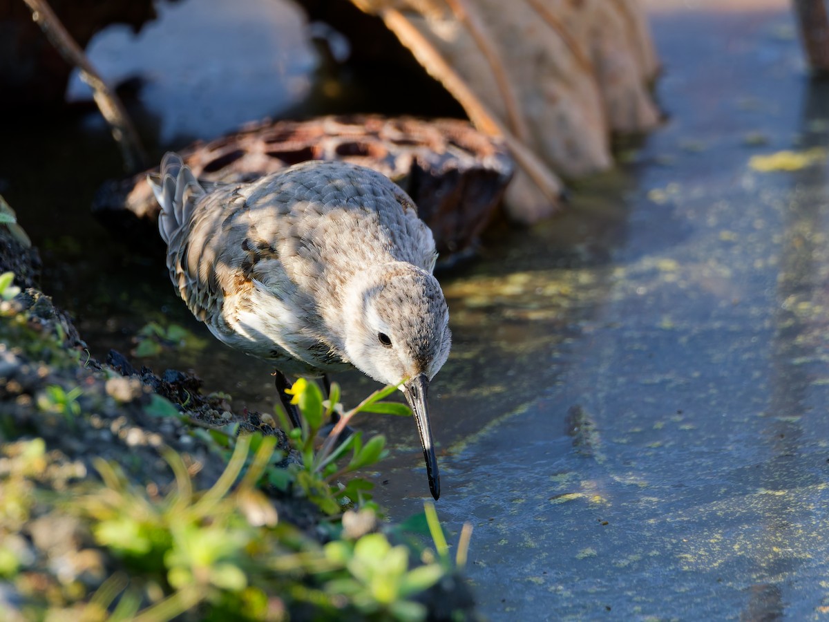 Хар элсэг - ML646572863