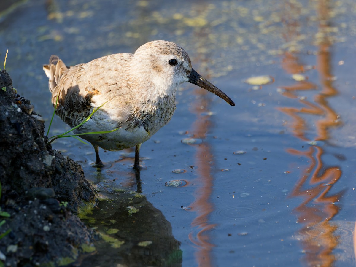 Хар элсэг - ML646572869