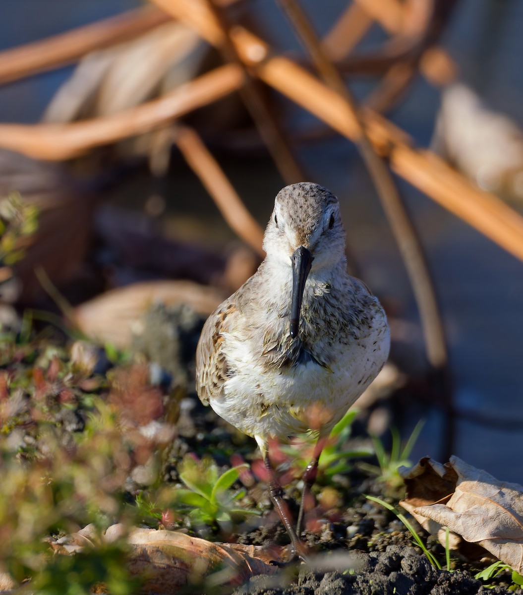 Хар элсэг - ML646572875