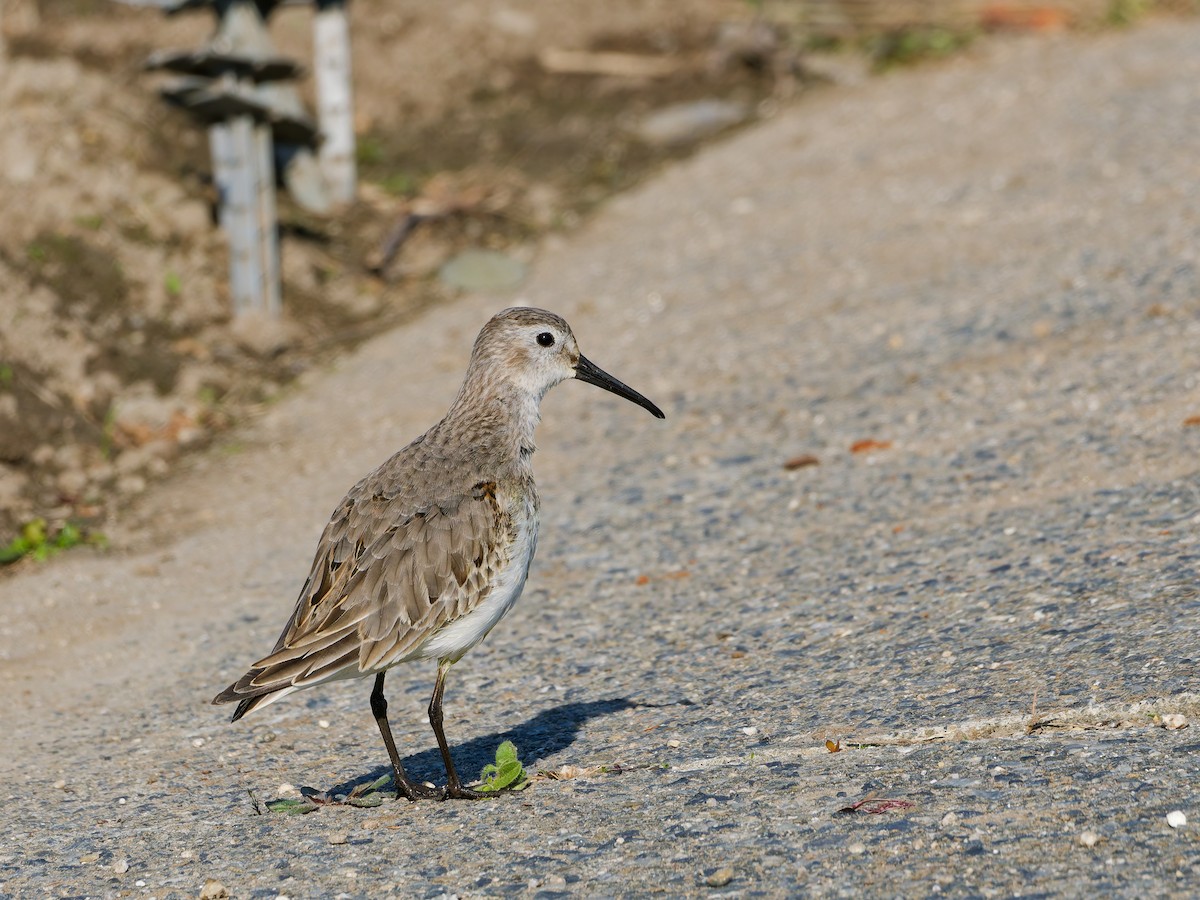 Хар элсэг - ML646572879