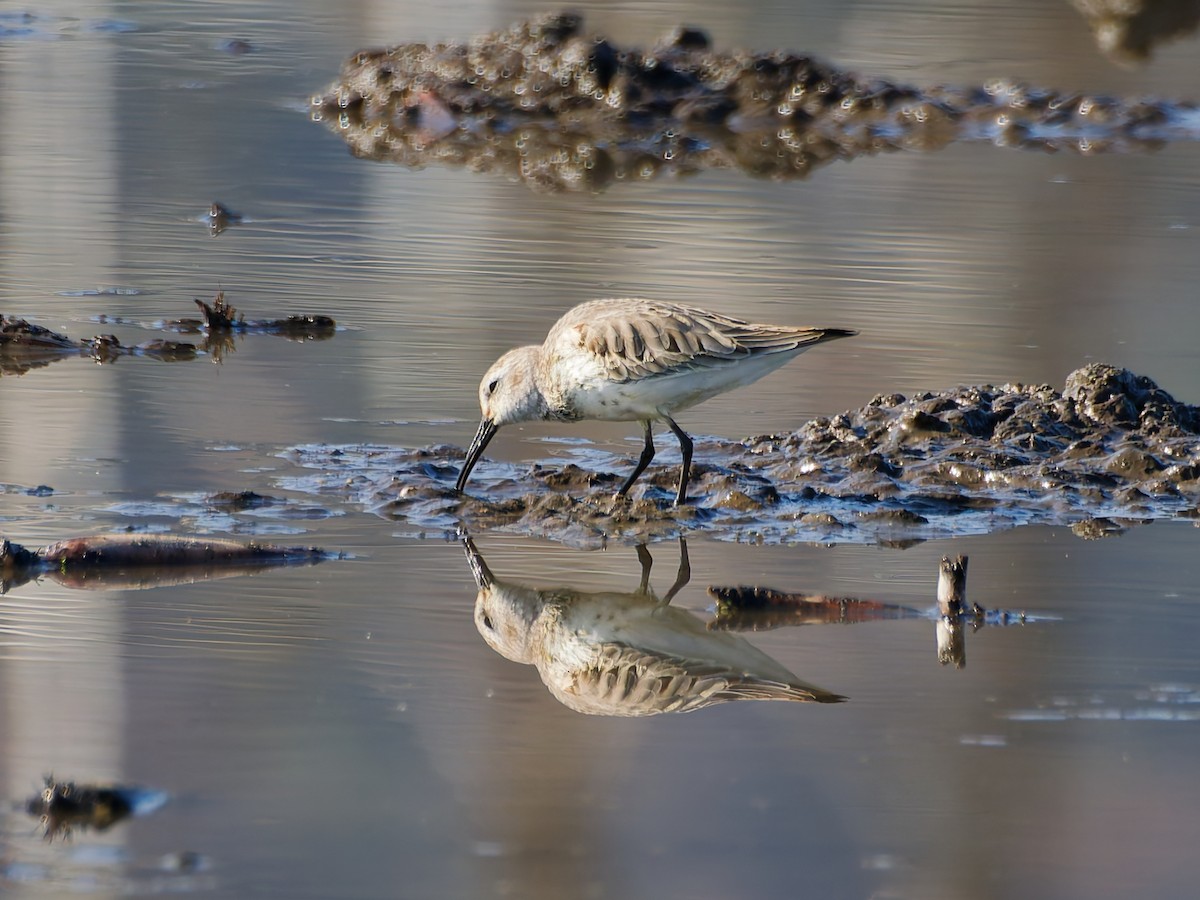 Хар элсэг - ML646572881