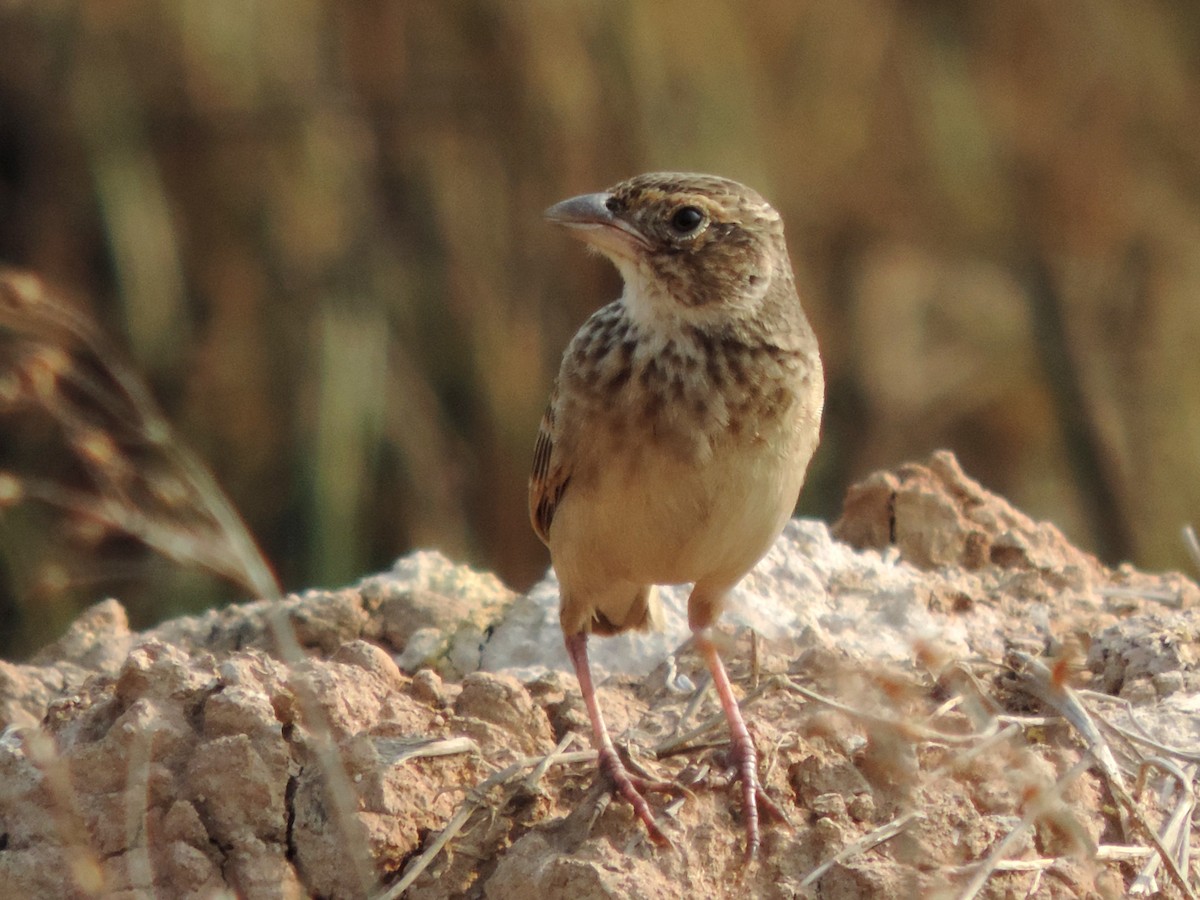 Singing Bushlark - ML646572889