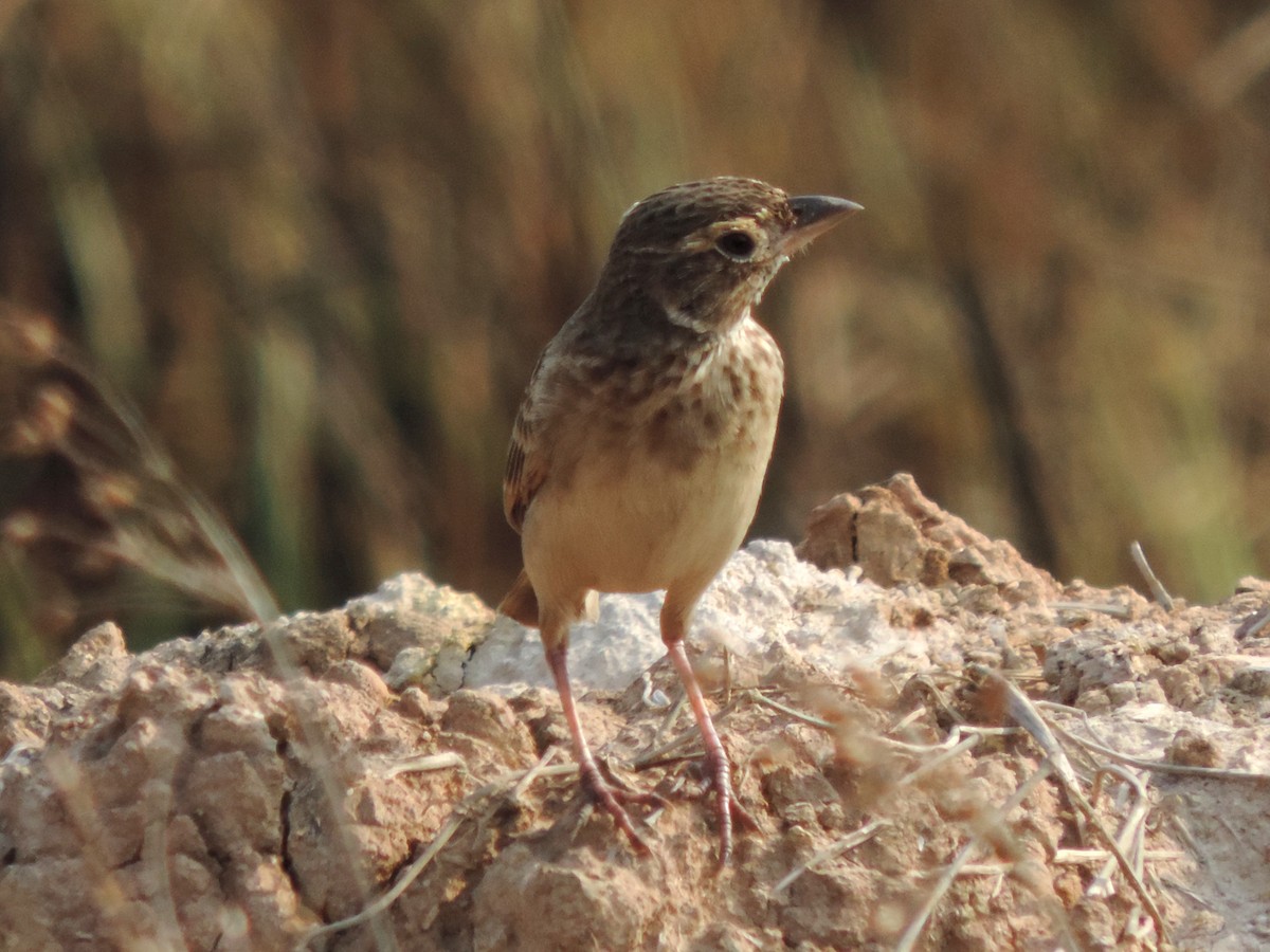 Singing Bushlark - ML646572890