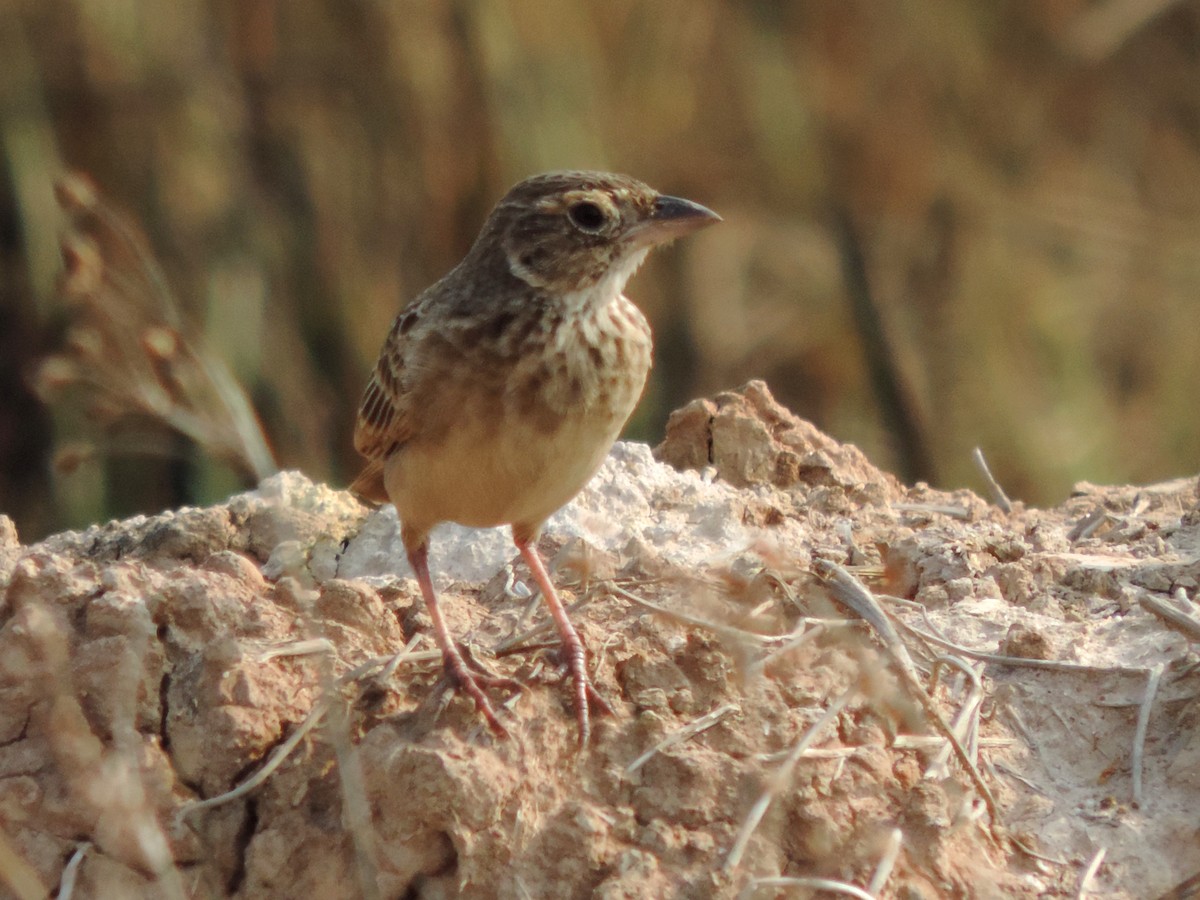 Singing Bushlark - ML646572891