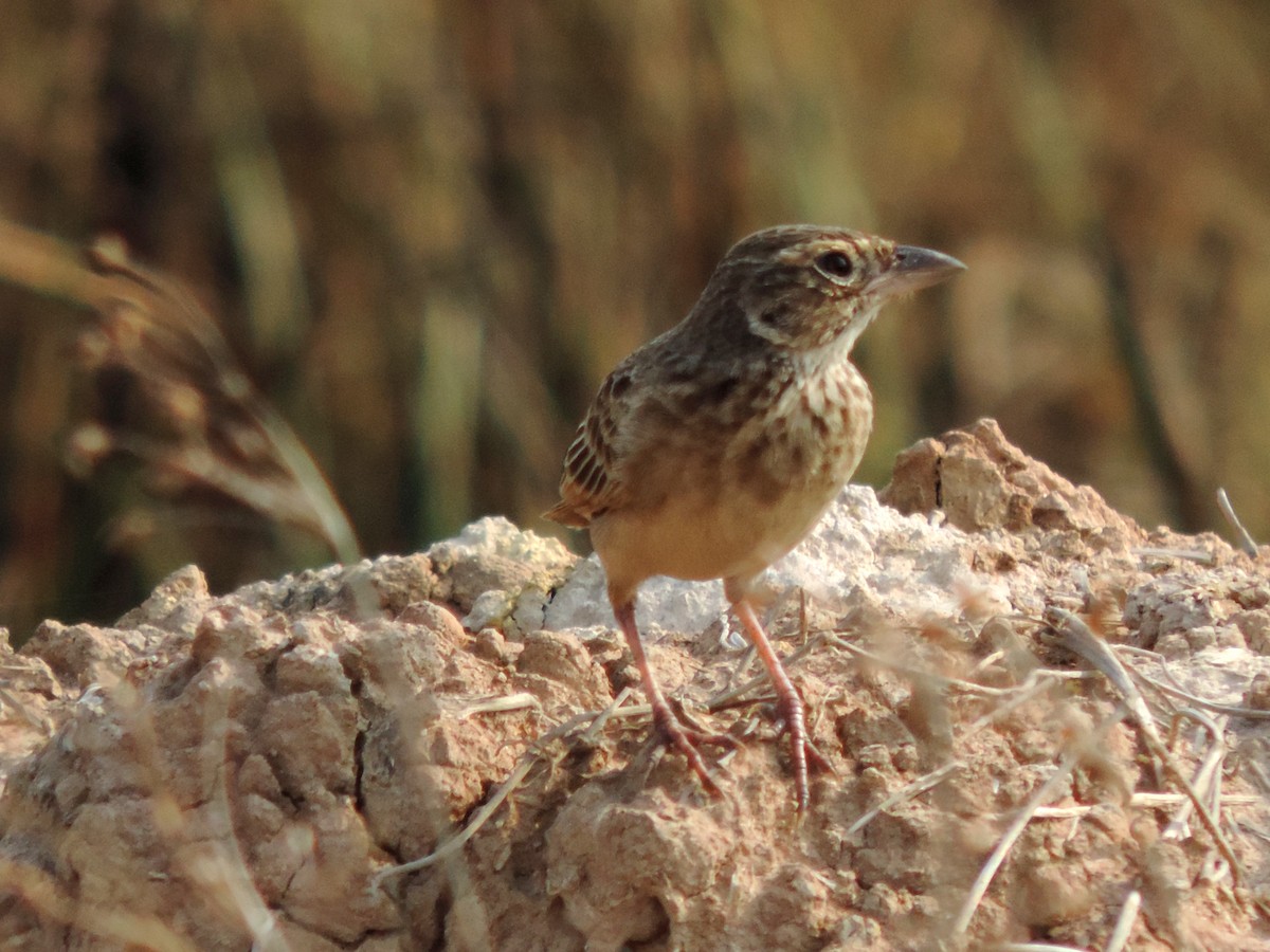 Singing Bushlark - ML646572892