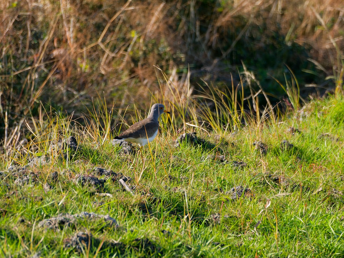Саарал хавтгаалж - ML646572893