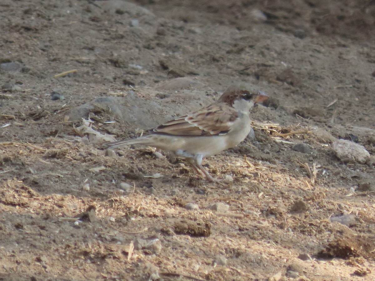 vrabec domácí - ML646572896