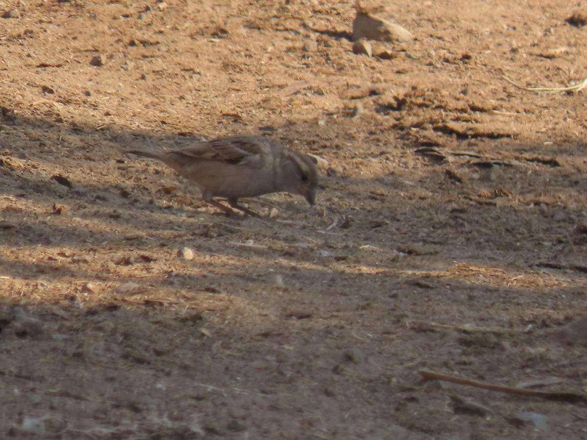 vrabec domácí - ML646572897