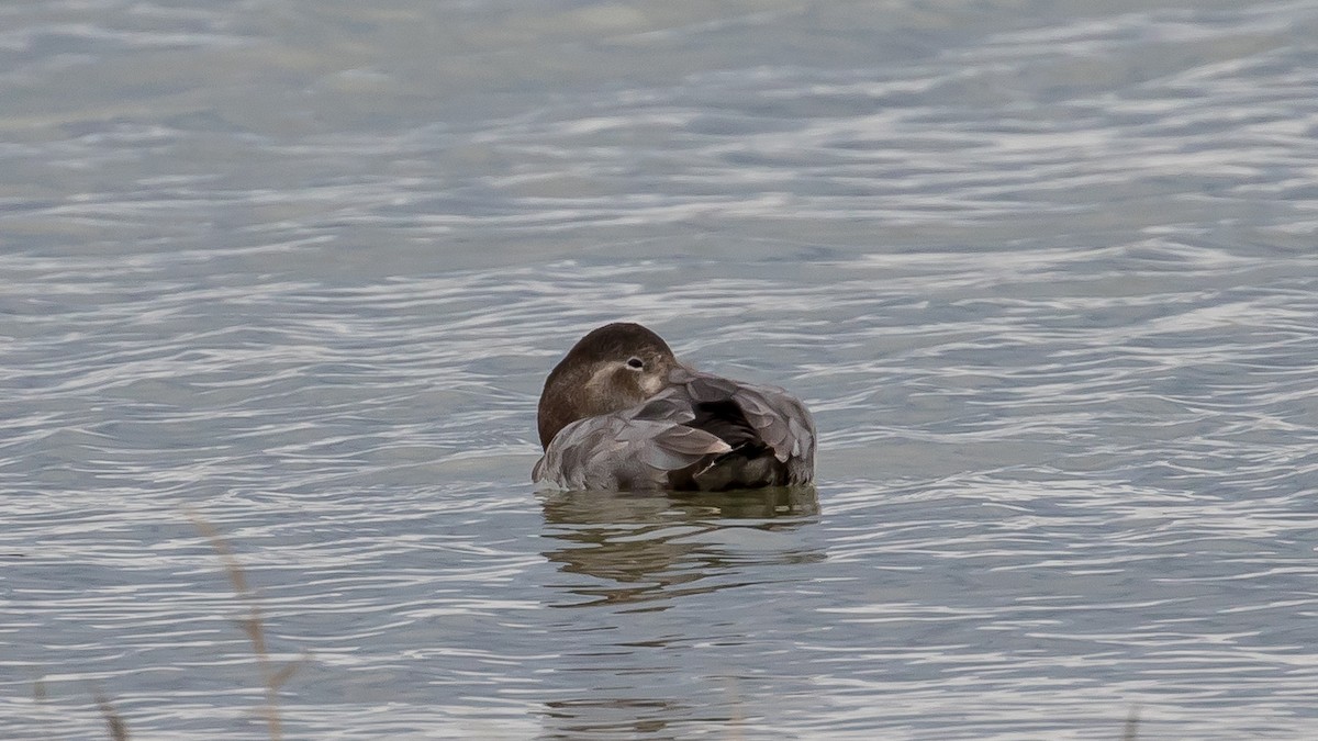 Common Pochard - ML646572899