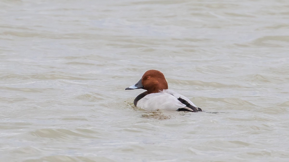Common Pochard - ML646572900